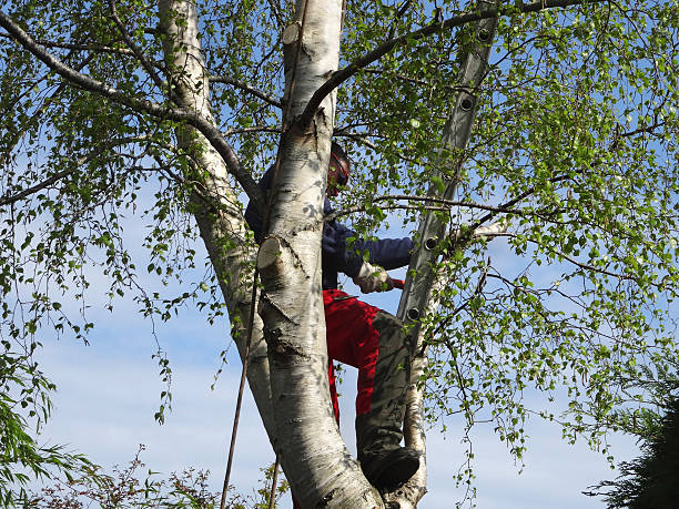 How Our Tree Care Process Works  in  Jacinto City, TX